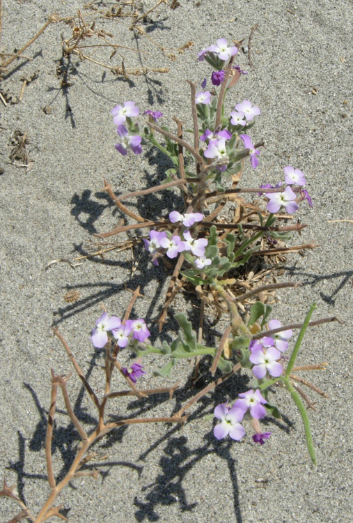 Matthiola tricuspidata / Violaciocca selvatica